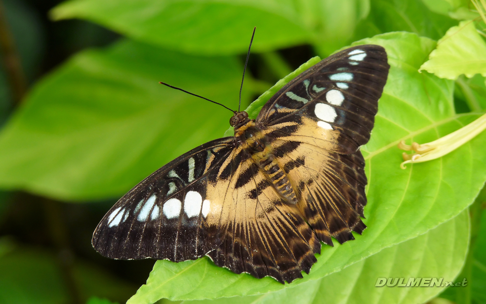 Brown Clipper (Parthenos silvia)